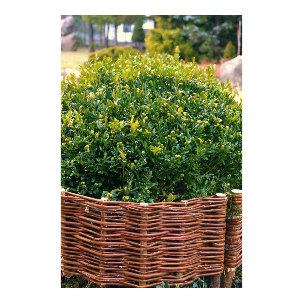 Kerekített fonott paliszád 15/60cm