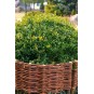 Kerekített fonott paliszád 15/60cm