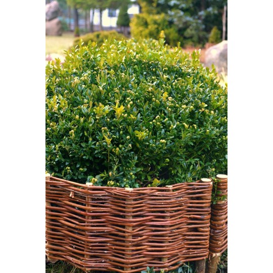 Lekerekített fonott paliszád 25/60cm