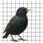 Galambháló erkélyre – fekete 10x10 m