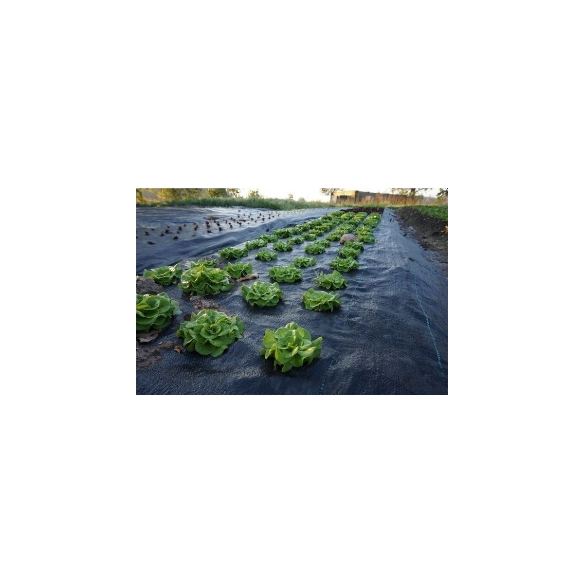 Praktikus fekete agrotextília 90g/m 1,1x50m