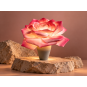 LED virágdekoráció Rózsa cserépben 65 × 50 cm