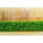 Kiváló minőségű bambuszkerítés mérete: 150 cm x 300 cm x 12 mm